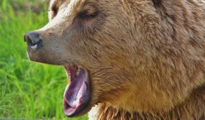 european-brown-bear-wild-animal-bear-dangerous-158403